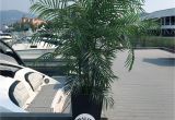 Artificial Palm Trees for Sale In Canada Artificial Silk Palm Tree 6 5 Foot Uv Rated for Outdoor and Indoor