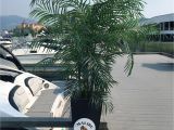 Artificial Palm Trees for Sale In Canada Artificial Silk Palm Tree 6 5 Foot Uv Rated for Outdoor and Indoor