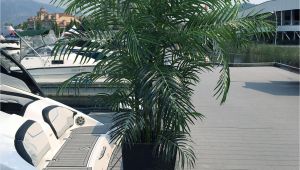 Artificial Palm Trees for Sale In Canada Artificial Silk Palm Tree 6 5 Foot Uv Rated for Outdoor and Indoor