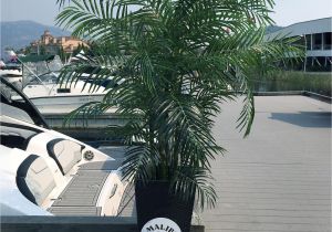 Artificial Palm Trees for Sale In Canada Artificial Silk Palm Tree 6 5 Foot Uv Rated for Outdoor and Indoor