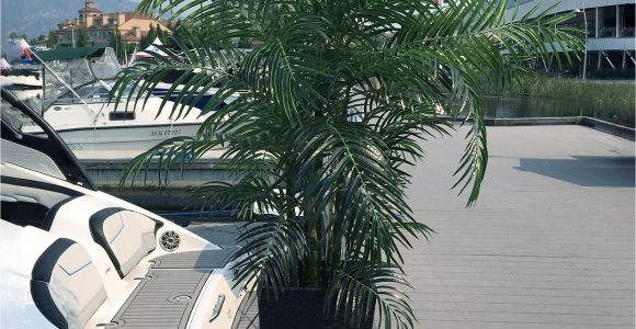 Artificial Palm Trees for Sale In Canada Artificial Silk Palm Tree 6 5 Foot Uv Rated for Outdoor and Indoor