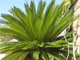 Artificial Palm Trees for Sale In Canada How to Care for A Sago Palm and why they are so Difficult Dengarden