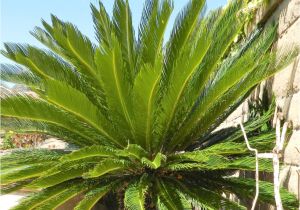 Artificial Palm Trees for Sale In Canada How to Care for A Sago Palm and why they are so Difficult Dengarden