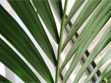 Artificial Palm Trees for Sale In Canada How to Grow Palm Trees Indoors