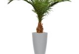 Artificial Palm Trees for Sale Near Me Canary Deluxe Palm Tree 210 Cm Maxifleur Artificial Plants