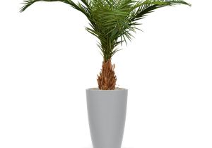 Artificial Palm Trees for Sale Near Me Canary Deluxe Palm Tree 210 Cm Maxifleur Artificial Plants