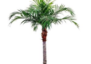 Artificial Palm Trees for Sale Near Me High Quality Artificial Majesty Palm 350cm Maxifleur Artificial Palmen
