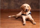 Bamboo Flooring Good for Dogs is Bamboo Flooring Good for Dogs Bamboo Flooring Blog
