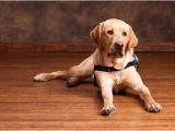 Bamboo Flooring Good for Dogs is Bamboo Flooring Good for Dogs Bamboo Flooring Blog