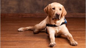 Bamboo Flooring Good for Dogs is Bamboo Flooring Good for Dogs Bamboo Flooring Blog