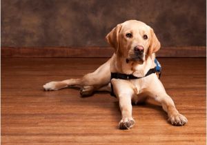 Bamboo Flooring Good for Dogs is Bamboo Flooring Good for Dogs Bamboo Flooring Blog