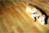 Bamboo Flooring Good for Dogs is Bamboo Flooring the Best for Dogs Gurus Floor