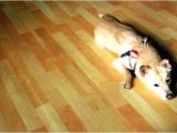 Bamboo Flooring Good for Dogs is Bamboo Flooring the Best for Dogs Gurus Floor