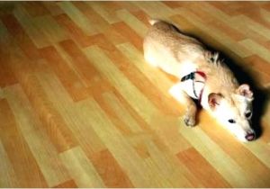 Bamboo Flooring Good for Dogs is Bamboo Flooring the Best for Dogs Gurus Floor