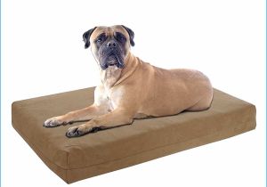 Barksbar Snuggly orthopedic Dog Bed Admirably Pictures Of Barksbar orthopedic Dog Bed World