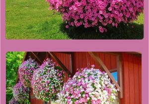 Beat Your Neighbor Fertilizer 349 Best In My Flower Garden Images On Pinterest Gardening