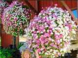 Beat Your Neighbor Fertilizer 49 Best Flowers Images On Pinterest Backyard Ideas Garden Ideas