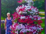 Beat Your Neighbor Fertilizer Amazon 10 Besten Hummingbird Flowers Bilder Auf Pinterest