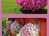 Beat Your Neighbor Fertilizer Amazon 349 Best In My Flower Garden Images On Pinterest Gardening