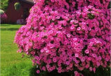 Beat Your Neighbor Plant Food and Fertilizer Come and See the Difference that Quality Plant Food Makes Go to Www
