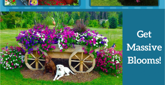 Beat Your Neighbor Plant Food and Fertilizer Home for Beat Your Neighbor Plant Food Fertilizer My Garden