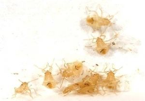 Bed Bug Exterminator Milwaukee Bed Bugs Milwaukee Again Makes top Bed Bug Cities List Bed