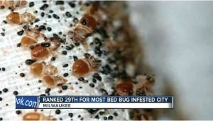 Bed Bug Exterminator Milwaukee Bed Bugs Milwaukee Again Makes top Bed Bug Cities List Bed