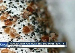 Bed Bug Exterminator Milwaukee Bed Bugs Milwaukee Again Makes top Bed Bug Cities List Bed