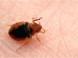 Bed Bug Exterminator Milwaukee Bed Bugs Milwaukee Again Makes top Bed Bug Cities List Bed