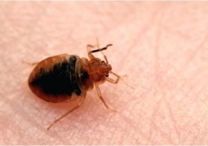 Bed Bug Exterminator Milwaukee Bed Bugs Milwaukee Again Makes top Bed Bug Cities List Bed