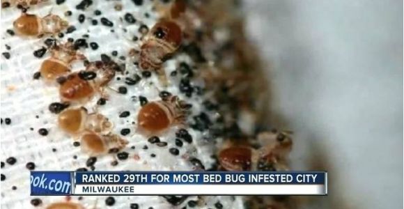 Bed Bug Exterminator Milwaukee Bed Bugs Milwaukee Again Makes top Bed Bug Cities List Bed