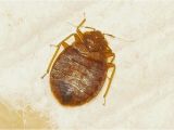 Bed Bug Exterminator Milwaukee Bed Bugs Milwaukee Bed Bug Furniture Removal Services