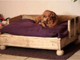 Bedside Platform Dog Bed Diy Diy Pallet Dog Bed Ideas Make at Home Pallets Platform