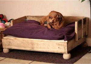 Bedside Platform Dog Bed Diy Diy Pallet Dog Bed Ideas Make at Home Pallets Platform