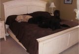 Bedside Platform Dog Bed for Sale Bedroom Doggie Dilemma Bed Bedside Platform Dog Bed for