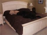 Bedside Platform Dog Bed for Sale Bedroom Doggie Dilemma Bed Bedside Platform Dog Bed for