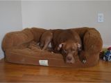 Bedside Platform Dog Bed orvis Bedside Platform Dog Bed Content Filed Under the Dog