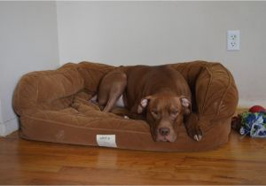 Bedside Platform Dog Bed orvis Bedside Platform Dog Bed Content Filed Under the Dog