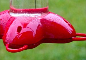 Bee Guards for Hummingbird Feeders Squirrel Breaking New Ground In Zone 6