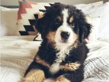 Bernese Mountain Dog Mass 75 Best Bernedoodle Images On Pinterest Goldendoodles