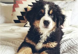 Bernese Mountain Dog Mass 75 Best Bernedoodle Images On Pinterest Goldendoodles