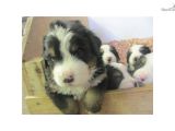 Bernese Mountain Dog Mass Bernese Mountain Dog for Sale for 1 200 Near south Coast