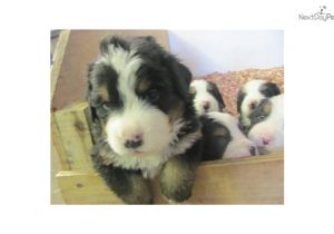 Bernese Mountain Dog Mass Bernese Mountain Dog for Sale for 1 200 Near south Coast