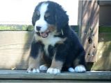 Bernese Mountain Dog Mass Bernese Mountain Dog Puppies for Sale Boston Ma 227356