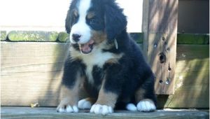 Bernese Mountain Dog Mass Bernese Mountain Dog Puppies for Sale Boston Ma 227356