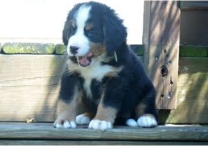 Bernese Mountain Dog Mass Bernese Mountain Dog Puppies for Sale Boston Ma 227356