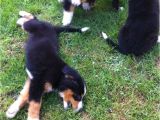 Bernese Mountain Dog Mass Bernese Mountain Dog Puppies for Sale Boston Ma 237346