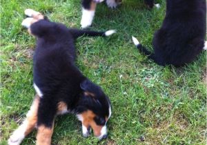 Bernese Mountain Dog Mass Bernese Mountain Dog Puppies for Sale Boston Ma 237346