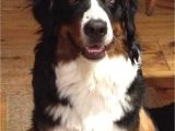 Bernese Mountain Dog Mass Patchwork Bernese