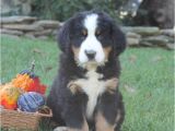 Bernese Mountain Dog Mass Sweet Bernese Mountain Dog Puppies Craigspets